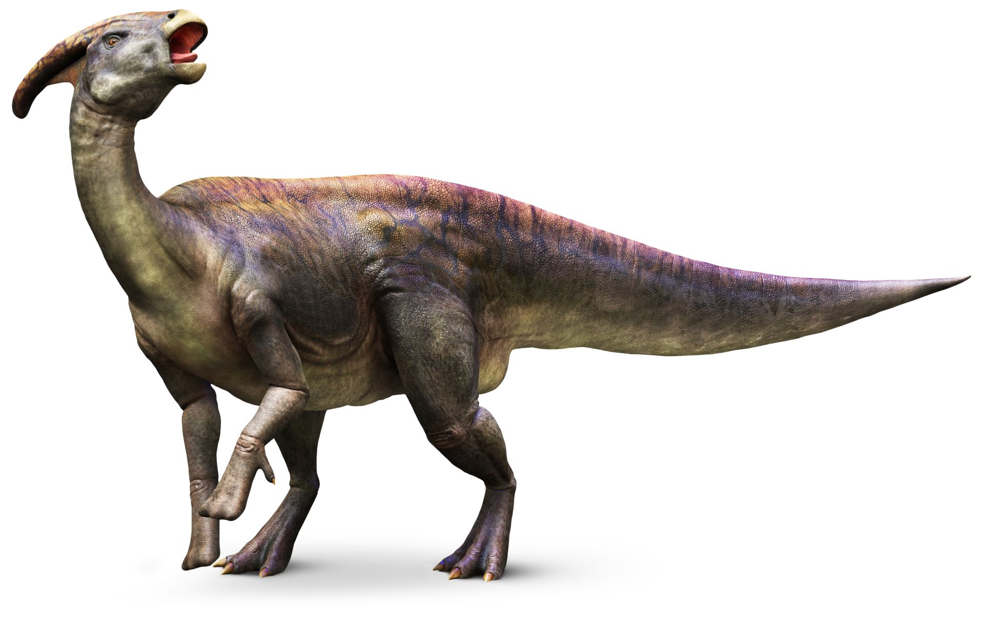 Parasaurolophus_mh9k5i.jpg